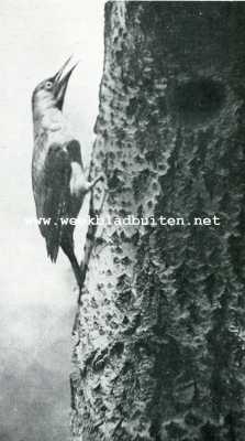 Onbekend, 1927, Onbekend, Specht bij de opening van haar nest