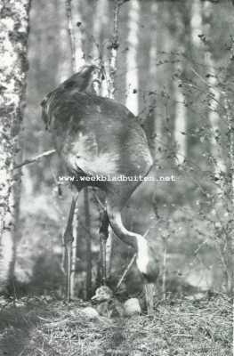 Onbekend, 1927, Onbekend, Reuzen uit de vogelwereld. De hulp bij de geboorte van het tweede kind