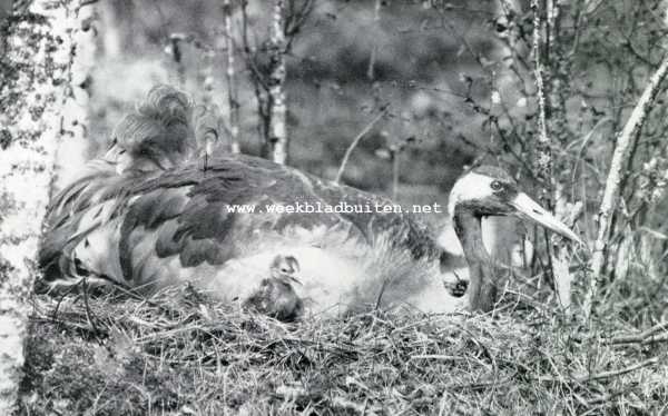 Reuzen uit de vogelwereld. Moeder en kind