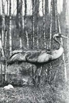 Onbekend, 1927, Onbekend, Reuzen uit de vogelwereld. Een tijdens het broeden opgeschrikte kraanvogel