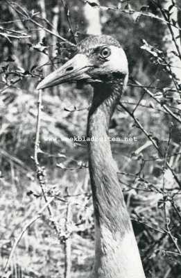 Onbekend, 1927, Onbekend, Reuzen uit de vogelwereld. De intelligente kop van den kraanvogel