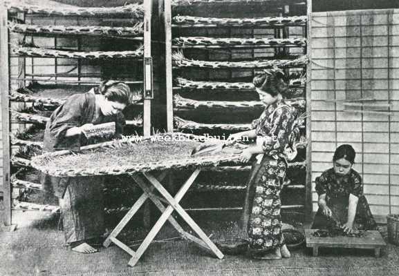 Japan, 1927, Onbekend, De Japansche zijde-industrie. Het voederen der nog jonge zijderupsen met fijn gesneden bladeren van den witten moerbeiboom