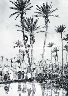 Algerije, 1927, Onbekend, Naar de M'Zab. Het plukken van de dadels in een oase 1