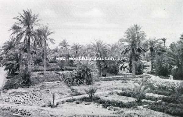 Algerije, 1927, Ghardaa, Naar de M'Zab. Palmentuin te Ghardaa