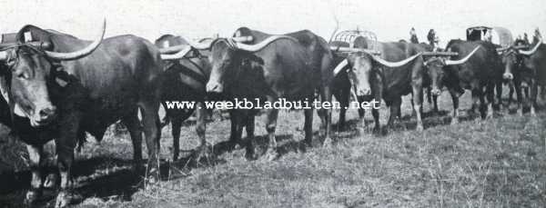 Zuid-Afrika, 1927, Hoopstad, Het Afrikaansche rund. Ossenspannen op de tentoonstelling te Hoopstad