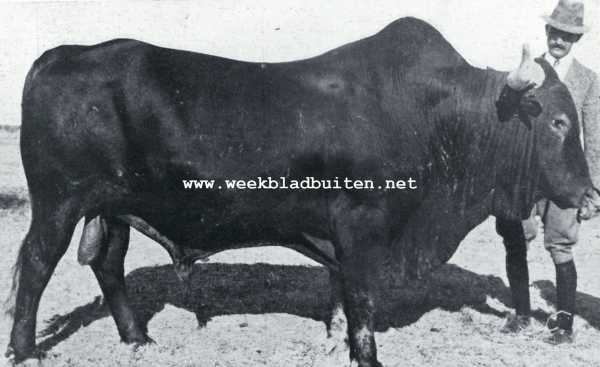 Zuid-Afrika, 1927, Onbekend, Het Afrikaansche rund. Een mooie Afrikaansche stier