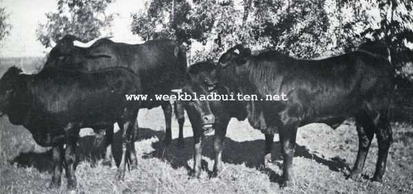 Zuid-Afrika, 1927, Onbekend, Het Afrikaansche rund. Afrikaansche runderen 1