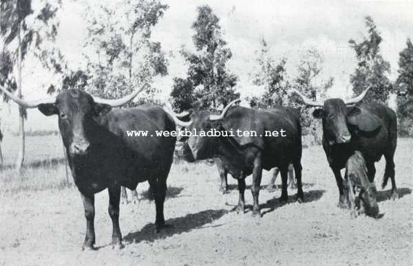 Zuid-Afrika, 1927, Onbekend, Het Afrikaansche rund. Afrikaansche runderen 2
