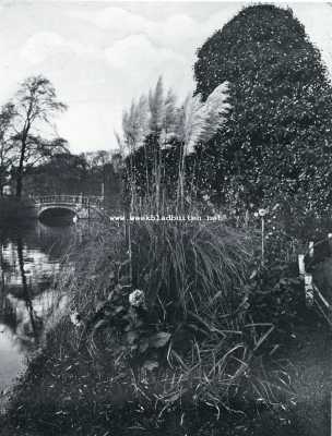 Pampaspluimen in den Amsterdamschen Hortus