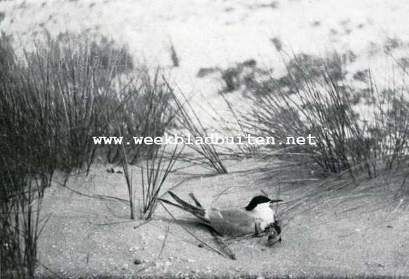 Vogelleven aan den Hoek van Holland. Vischdiefje op het nest