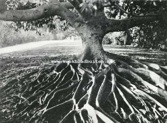 Bermuda, 1927, Onbekend, De Bermuda-Eilanden. Stam en wortels van een ouden gummi-boom