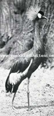 Onbekend, 1927, Onbekend, Pauw-kraanvogel (West-Afrika)