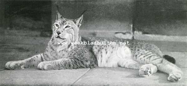 Onbekend, 1928, Onbekend, Europeesche los (Lynx Vulgaris) uit Noorwegen