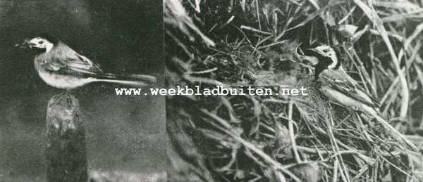 Onbekend, 1928, Onbekend, De Witte Kwikstaart