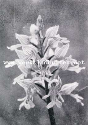 Orchideen. Het Soldaatje, Orchis Militaris