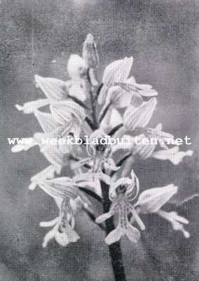 Onbekend, 1928, Onbekend, Orchideen. Het Soldaatje, Orchis Militaris