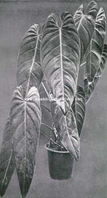 Tropische bladweelde. Philodendron Andreanum Devans, gekweekt in den Hortus Botanicus te Amsterdam