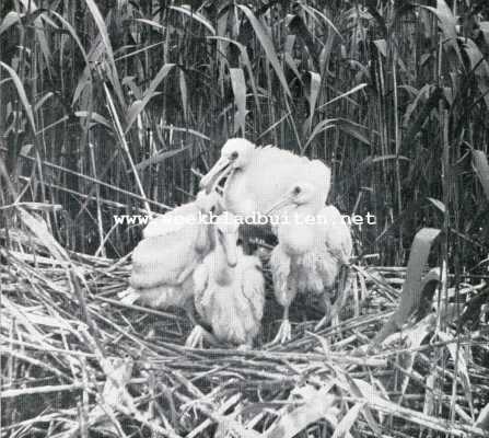 Noord-Holland, 1928, Onbekend, Vogelfotografie op het eiland Texel. Jonge hazen in het weiland aan den voet der Texelsche duinen