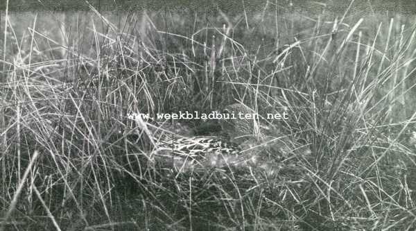 Noord-Holland, 1928, Onbekend, Vogelfotografie op het eiland Texel. Zwarte stern op het nest