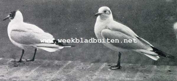 Zuid-Holland, 1928, Den Haag, De vogels van den Haagschen Hofvijver. Kokmeeuwen in overgangskleed. De linker vogel is bijna uitgekleurd