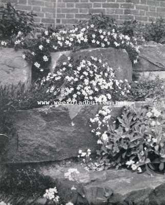 Onbekend, 1928, Onbekend, Muurtuinen. Stapelmuur met Lythospermum Prostratum Heavenly Blue