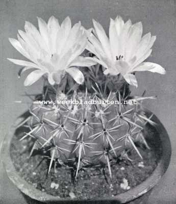 Onbekend, 1928, Onbekend, Iets over cactussen. Echinocactus Submammulosus met geel-witte bloemen