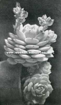 Onbekend, 1928, Onbekend, Iets over cactussen. Echeveria met oranje-bloem