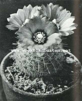 Onbekend, 1928, Onbekend, Iets over cactussen. Echinocactus Microspermus web. Oranjegele bloem, donker hart
