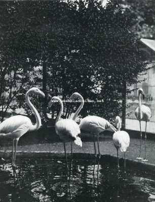 Noord-Holland, 1928, Amsterdam, Flamingo's in Artis