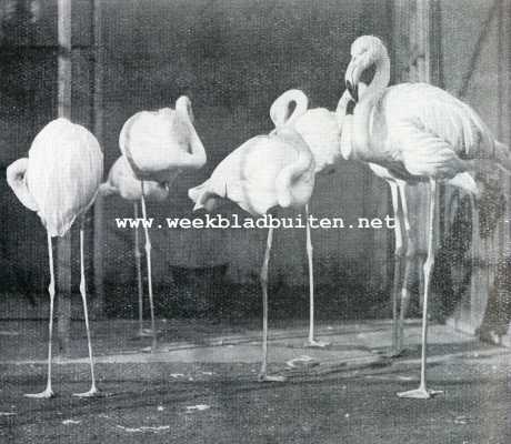 Gevederde waterrozen. Flamingo's in rust