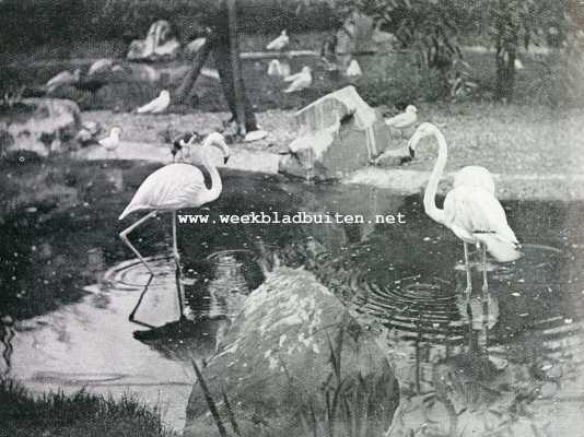 Engeland, 1928, Londen, Gevederde waterrozen. Flamingo's in een vijver van den dierentuin te Londen