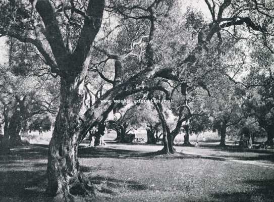 In de olijfgaarden van Provence. Olijvenhof in de 