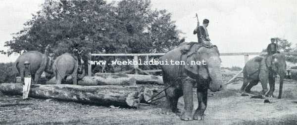 Onbekend, 1928, Onbekend, In het hart van Cambodja. Olifanten in Fransch Indo-China