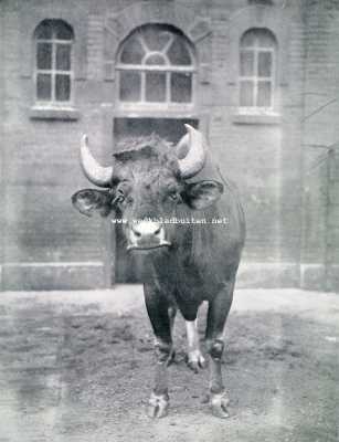 Noord-Holland, 1928, Amsterdam, Gaur of junglerund