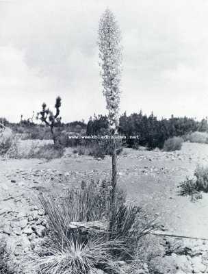 Amerika, 1928, Onbekend, In Californi. Bloeiende Yucca (Yucca Whipplei). De omgevallen bloemstaak bloeide het jaar tevoren