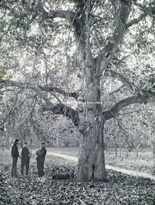 Onbekend, 1928, Onbekend, Kastanjeboom in herfsttooi