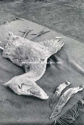 Onbekend, 1928, Onbekend, Een geschoten exemplaar van den schoensnavel en twee kolossale longenvisschen, welke het dier tot voedsel dienden