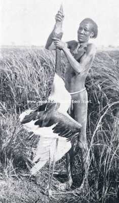 Onbekend, 1928, Onbekend, Merkwaardige Exotische Vogels. De zadelbekooievaar wint het in zijn vollen lengte van den mensch