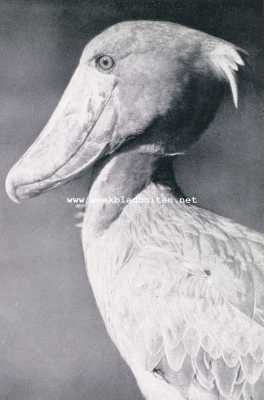 Onbekend, 1928, Onbekend, Merkwaardige Exotische Vogels. De ooievaar met den walvischkop van ter zijde gezien