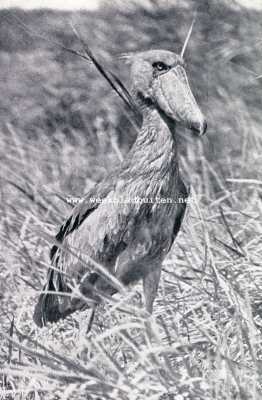 Onbekend, 1928, Onbekend, Merkwaardige Exotische Vogels. Een buitengewoon knap en tot dusver eenig staaltje van vogelfotografie: de schoenbek  in zijn moerassig vadeland