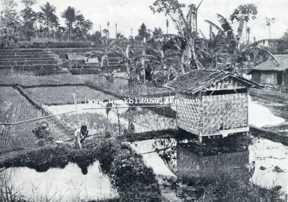 Indonesi, 1928, Cisarua, Van kampong en batik. Kampongleven te Tsjisaroea