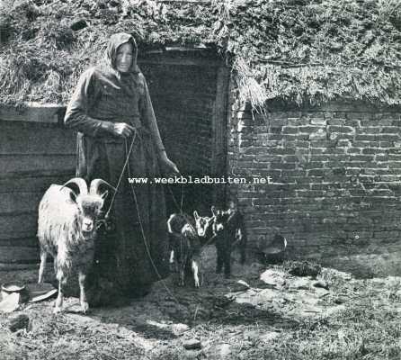 Drenthe, 1928, Onbekend, In Drente: het vee van den arme. Foto in den fotowedstrijd met den tweeden prijs bekroond