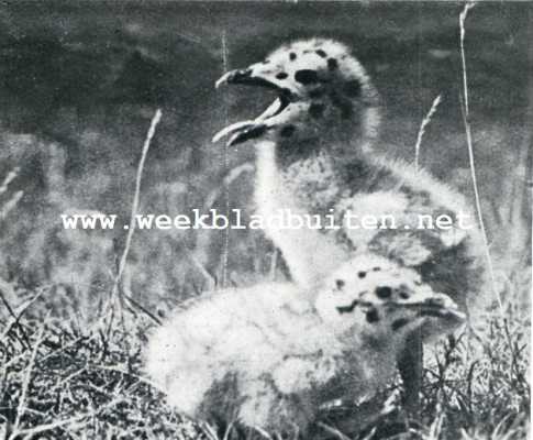 Onbekend, 1928, Onbekend, Jonge zilvermeeuwen. Met den tweeden prijs bekroond in den fotowedstrijd, door 