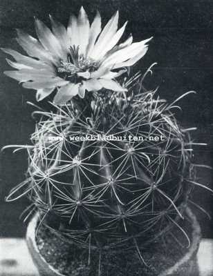 Onbekend, 1928, Onbekend, Het kweeken van cactussen. Echinocactus Setespinus. Origineele grootte