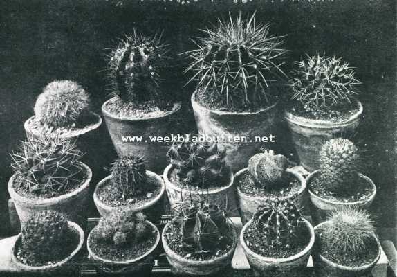 Onbekend, 1928, Onbekend, Het kweeken van cactussen. Groep cacteen