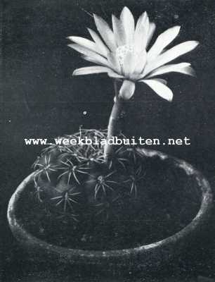 Onbekend, 1928, Onbekend, Het kweeken van cactussen. Echino Cactus Platensis, met witte bloem. Iets verkleind