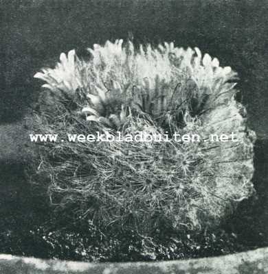 Onbekend, 1928, Onbekend, Het kweeken van cactussen. Mamillaria Bocasana. Lichtsteenroodachtig gekleurde bloem met donkere streepjes op de bladeren