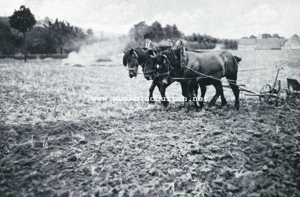 Onbekend, 1929, Onbekend, DRIE PAARDEN. Foto in den Fotowedstrijd door 