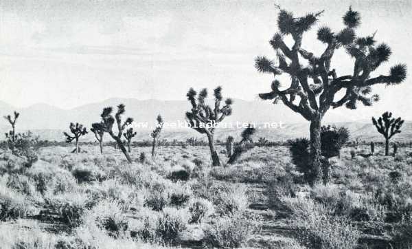 DE MOJAVE WOESTIJN. JOSHUA TREES