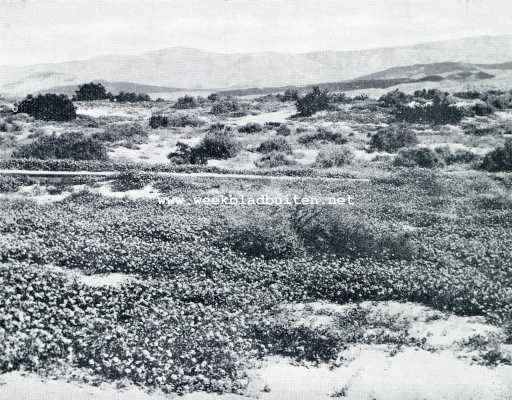 DE MOJAVE-WOESTIJN. BLOEIENDE VELDBLOEMEN IN FEBRUARI